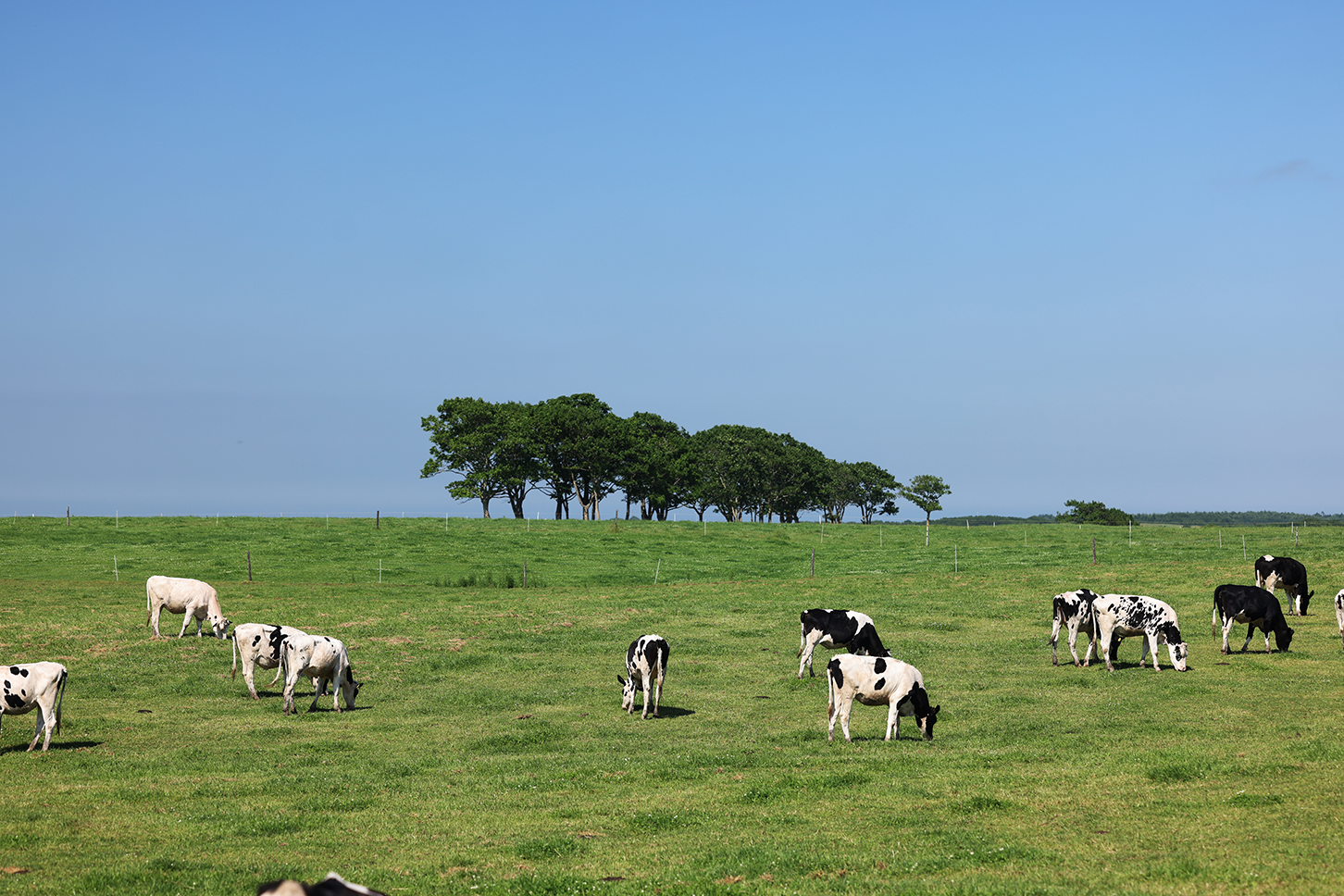 浜中町　放牧牛